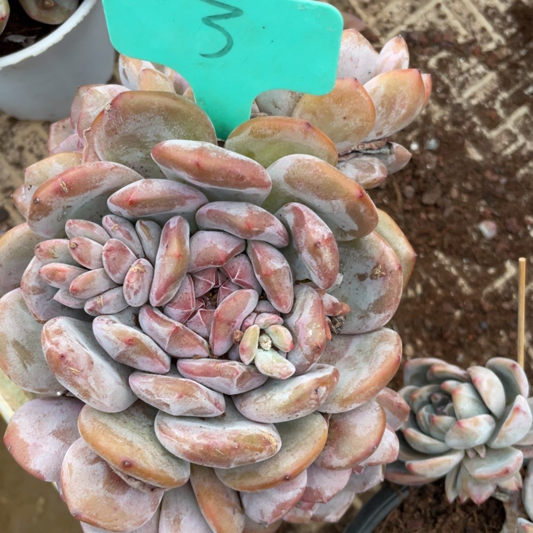 3号星影缀化群生多头的