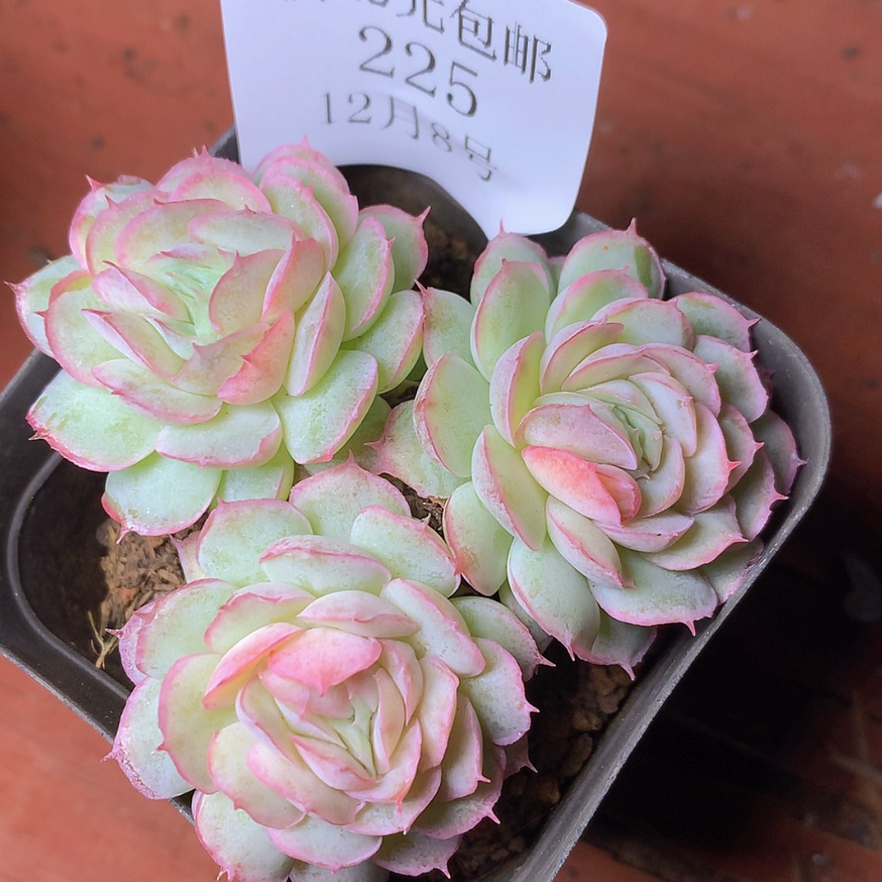 【闪购商品】云225号