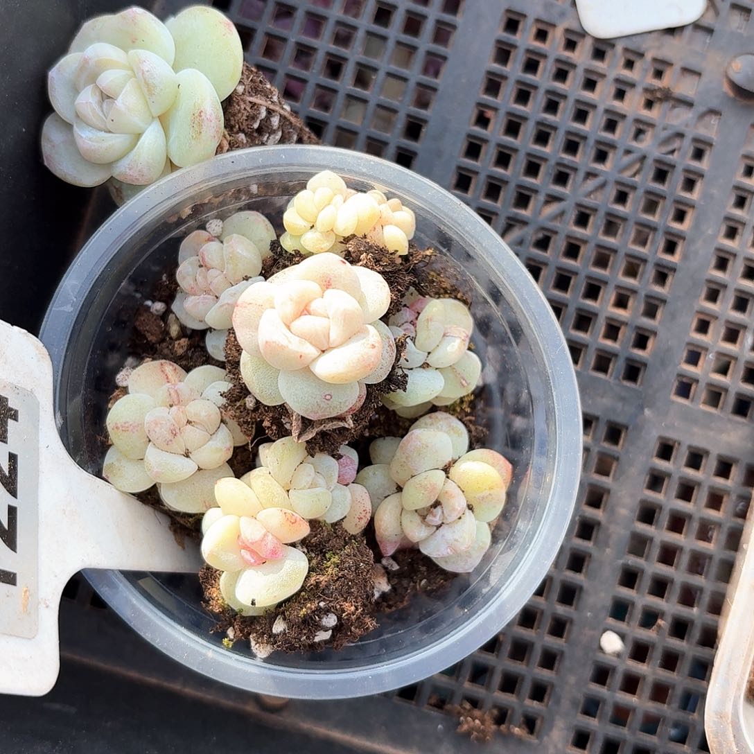 海*多肉一盒子专拍石化，