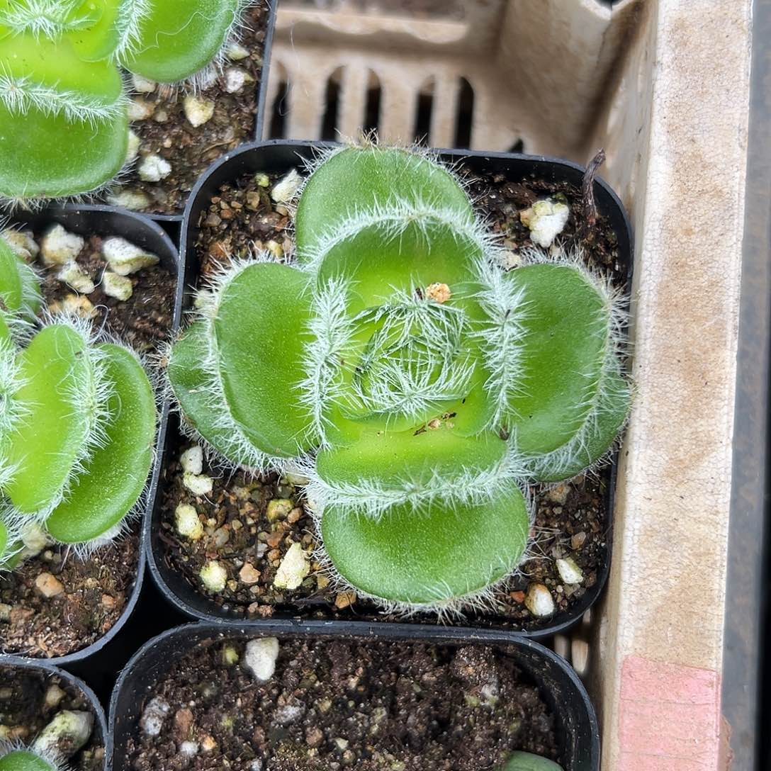 多肉植物月光宝盒