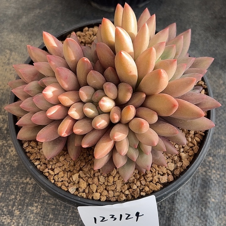 123124 黄体红蜻蜓群生6头