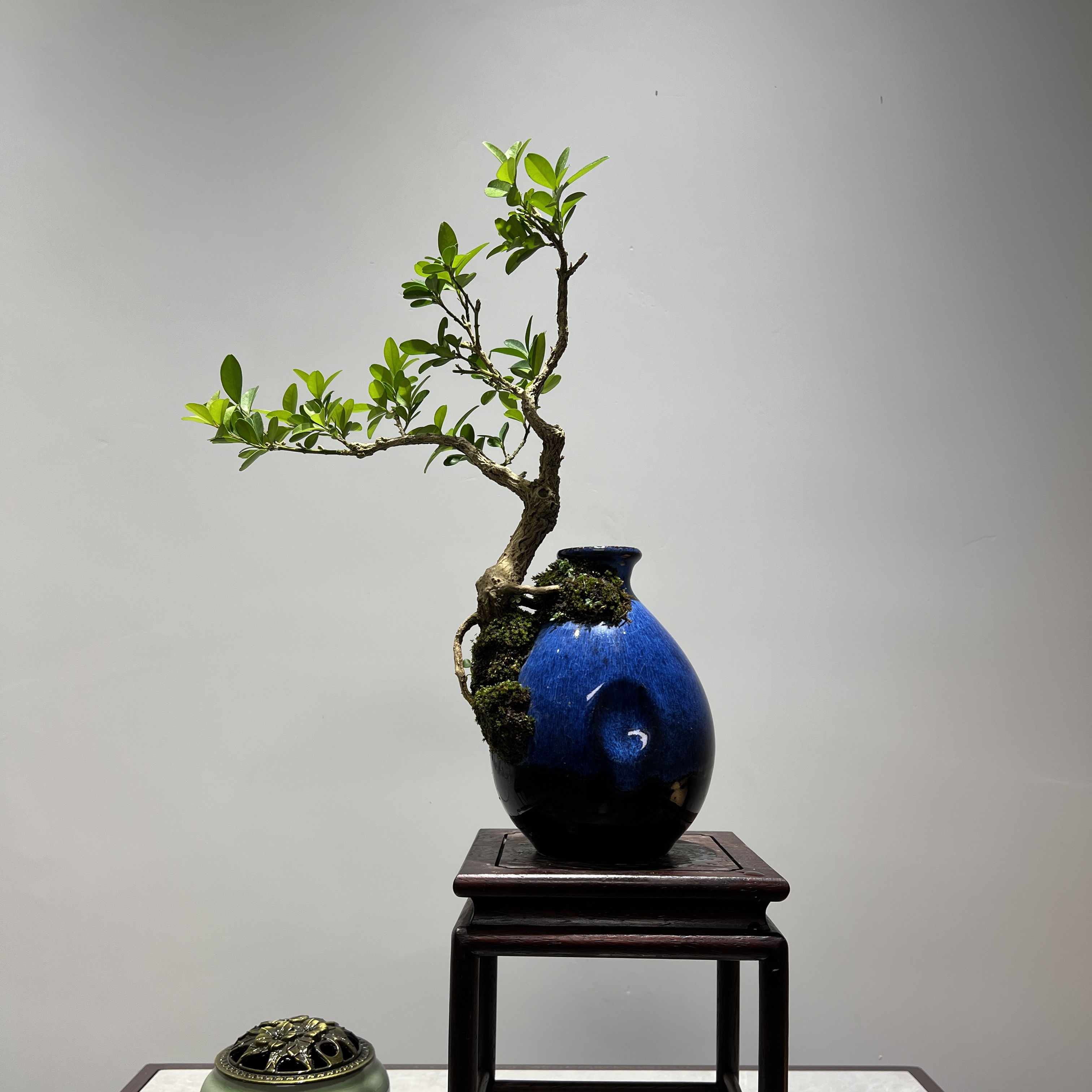 海岛黄杨 - 古典瓶器悬崖怪桩精品盆景