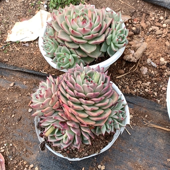 简****9美肉特价活动开始啦