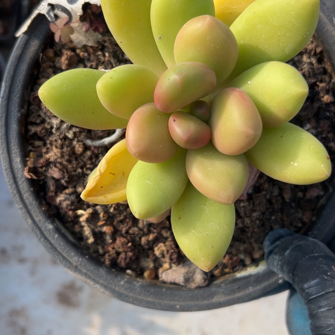 芒果奶～一物一拍2744