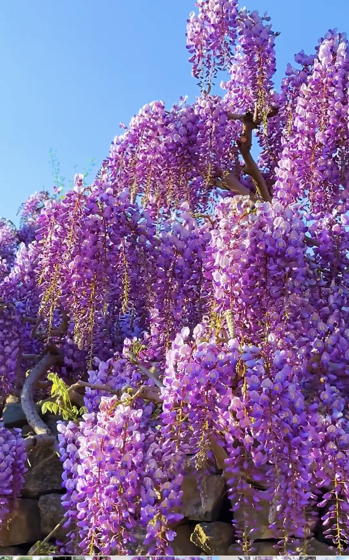 紫藤花树苗爬藤植物庭院围墙四季易活长穗多花耐寒盆栽凌霄花爬藤