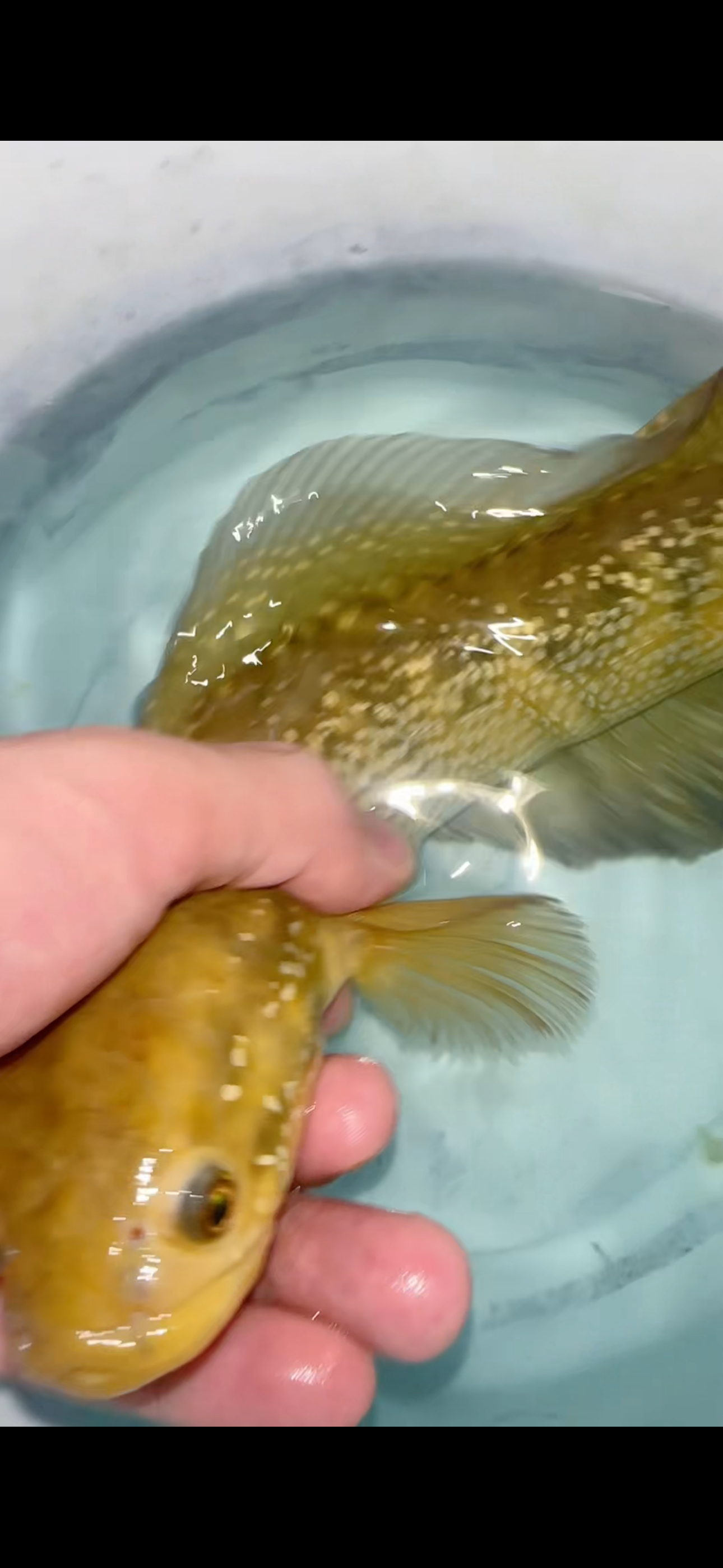 七星鱼，月鳢，大小自选，