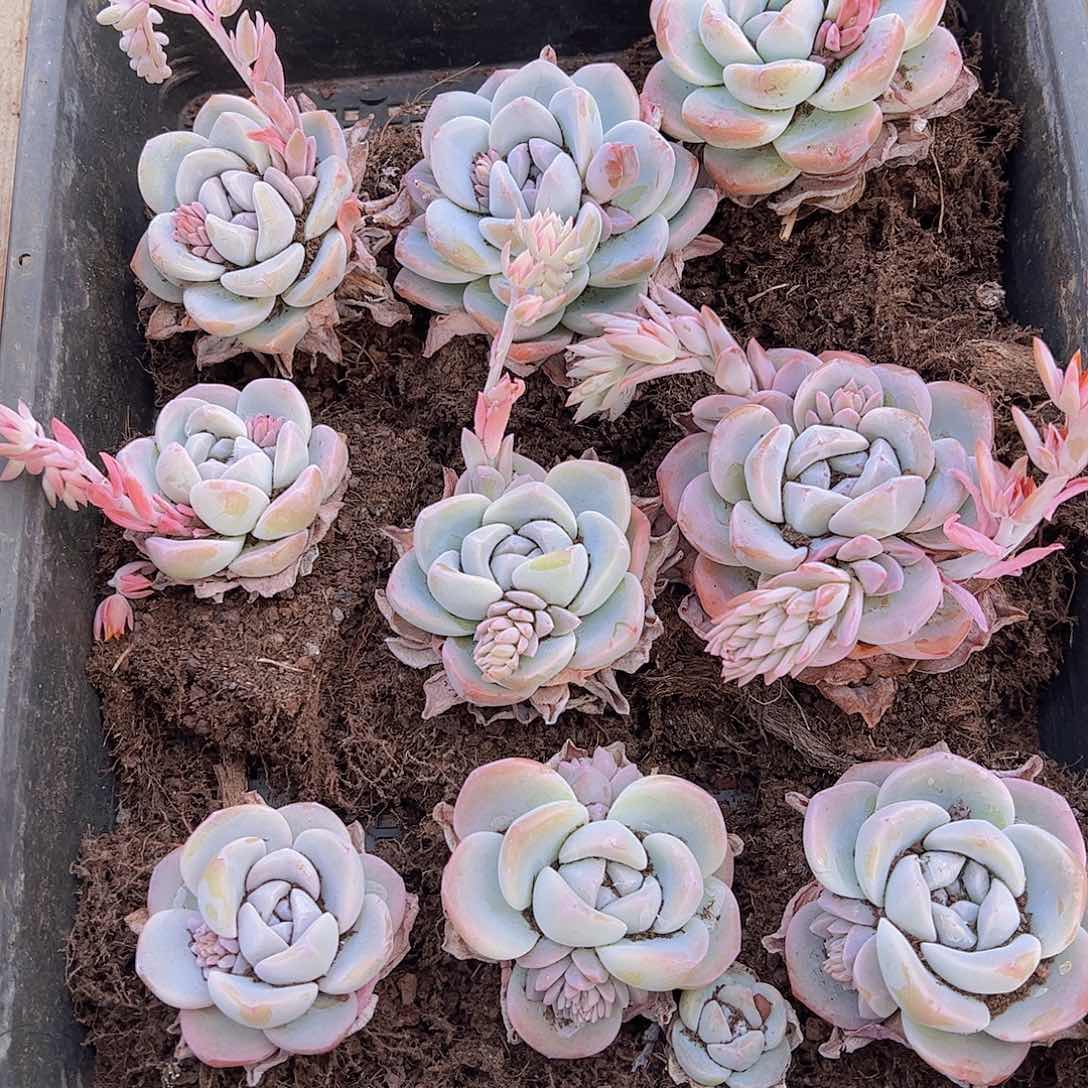 直播福利一物一拍32