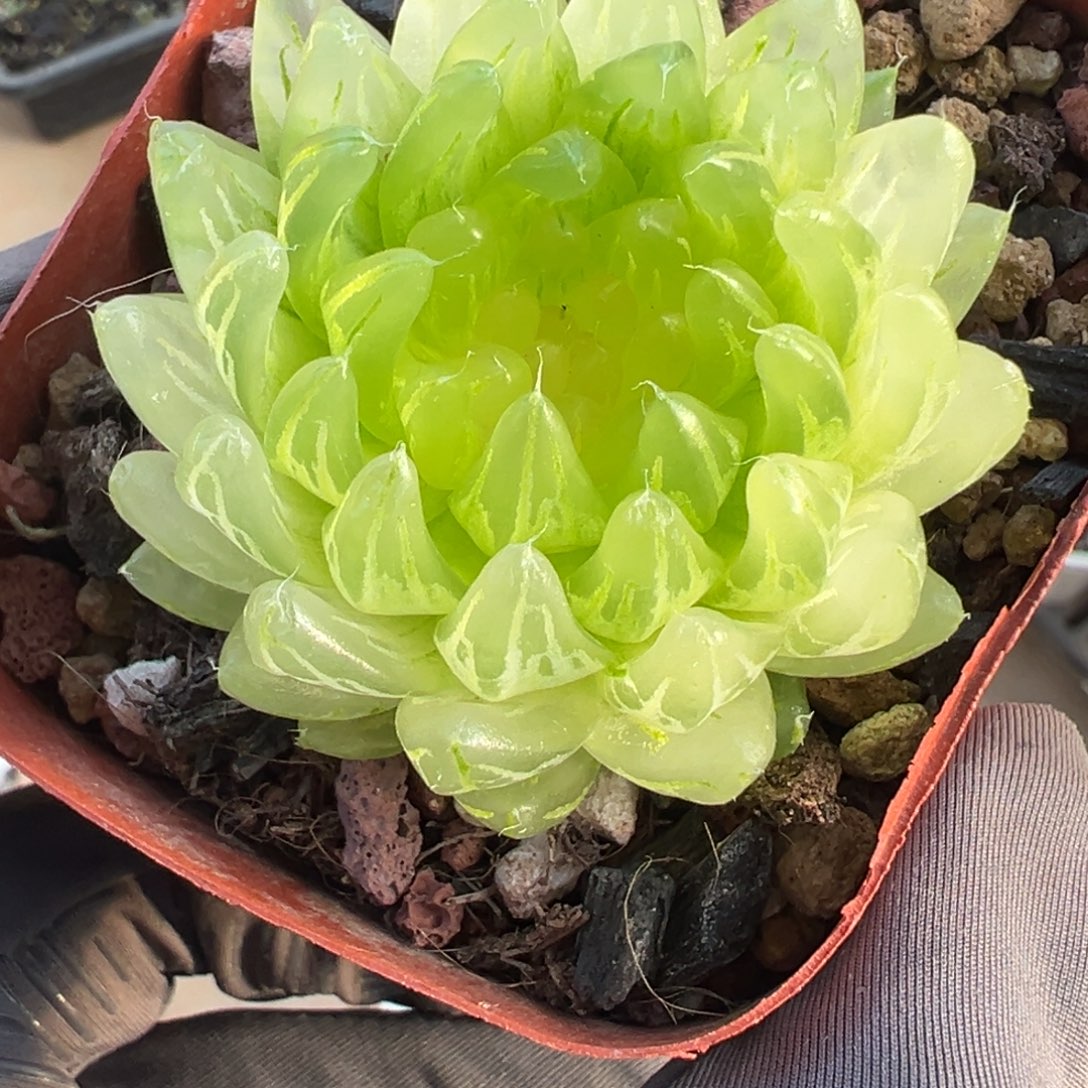 ****葱樱变补差价换这颗