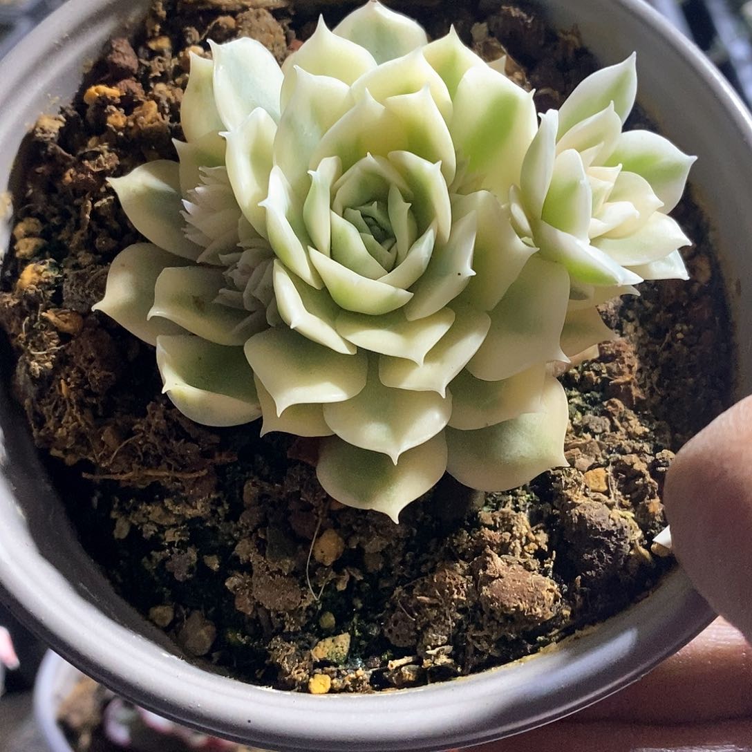 A856精美多肉昂斯诺宽锦