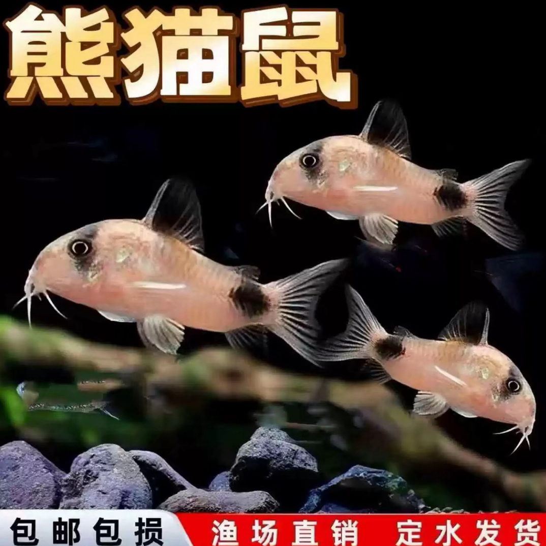 熊猫鼠鱼小型热带观赏鱼清洁鱼缸除藻工具鱼好饲养