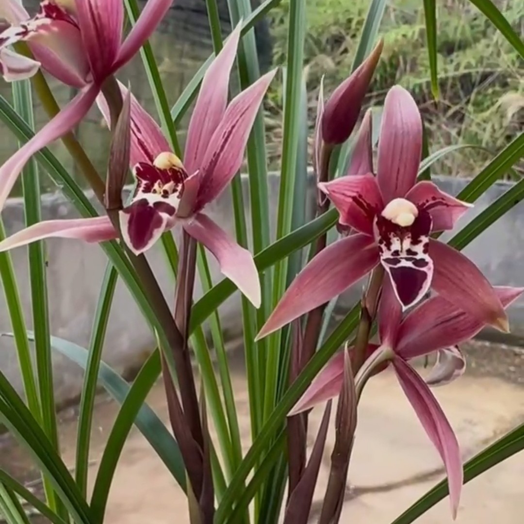 寒兰紫金花名贵兰花盆栽室内绿植花卉