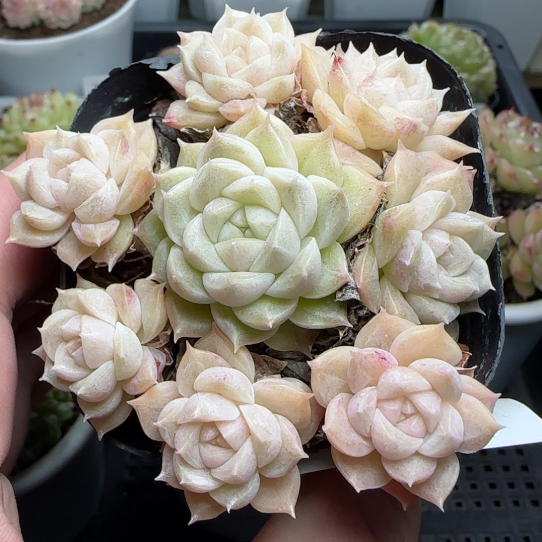 0114-164福利麦秆