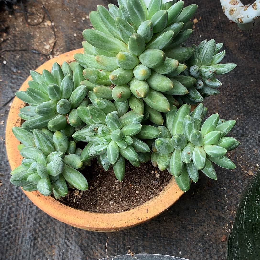 乌拉克拉石化拉丝一物一拍8-9