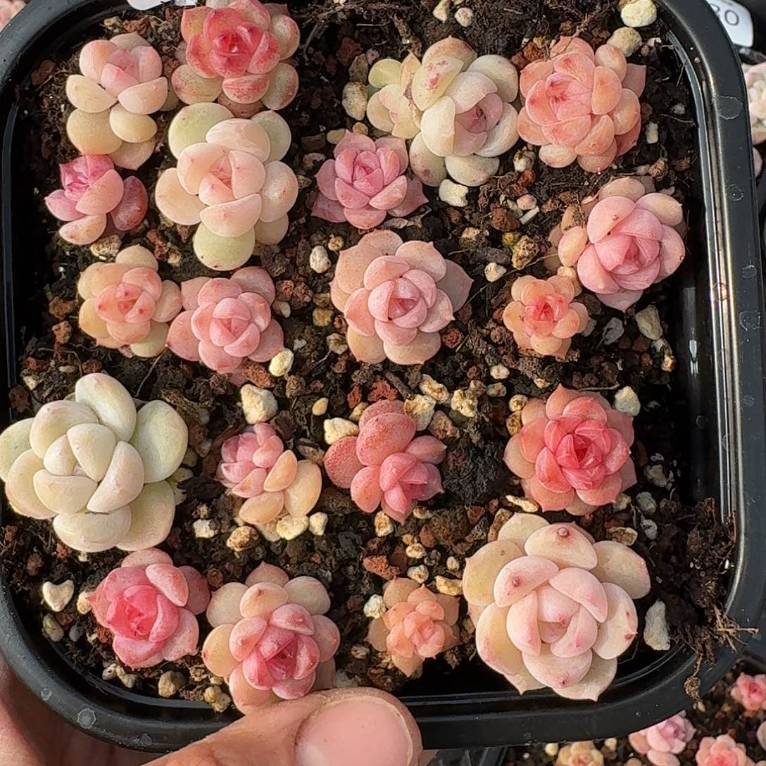 杂交新品珍妮多肉1332