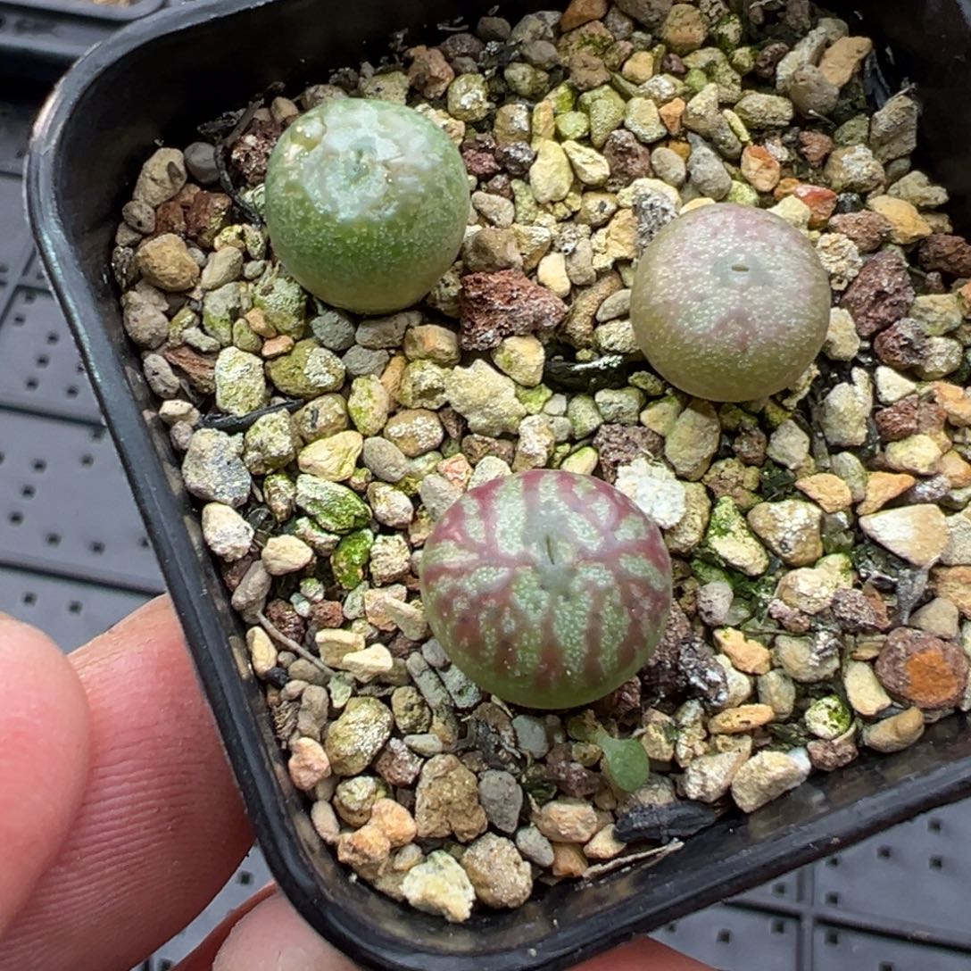 140多肉单头优选铅笔画杂交三棵一组