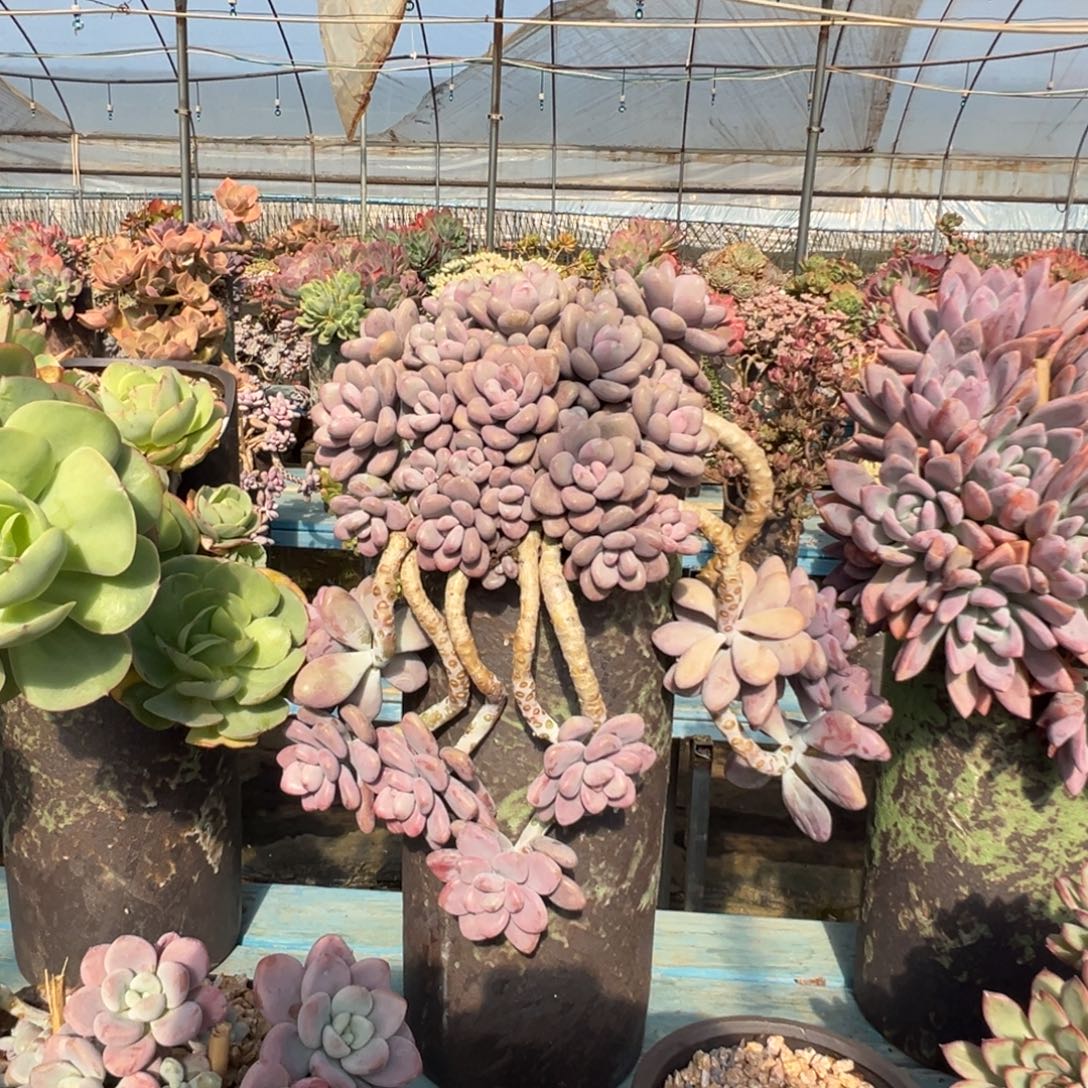 精品桃蛋瀑布妖桩 裸肉