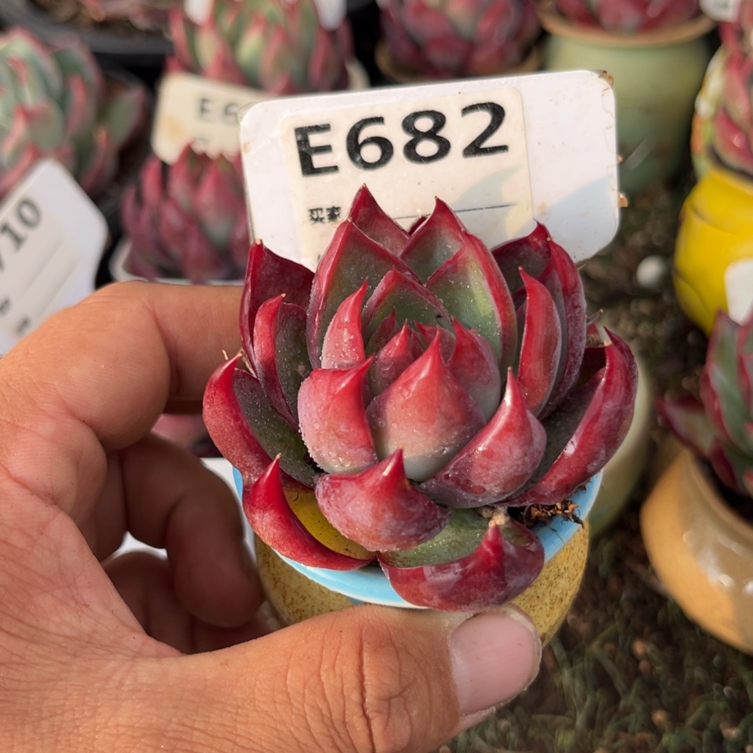 惊鸿一瞥682号多肉