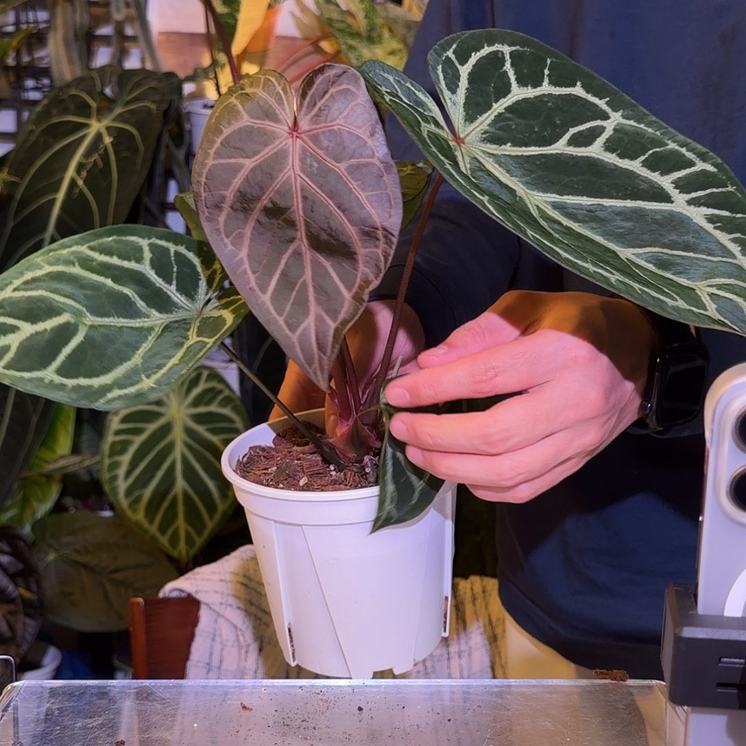 完全开放M133   红水晶杂银骑士