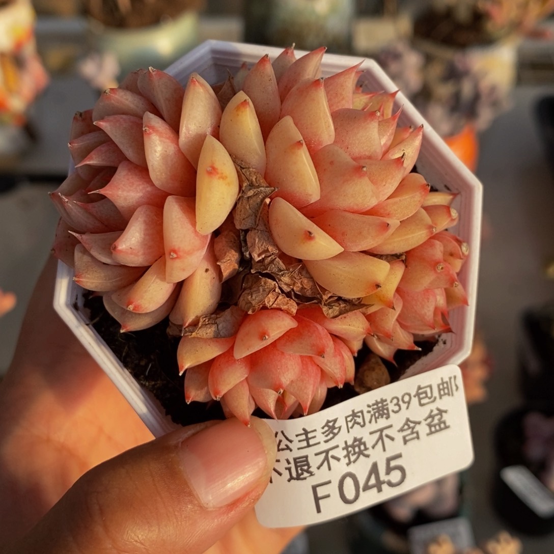 045昂斯诺多肉6c m