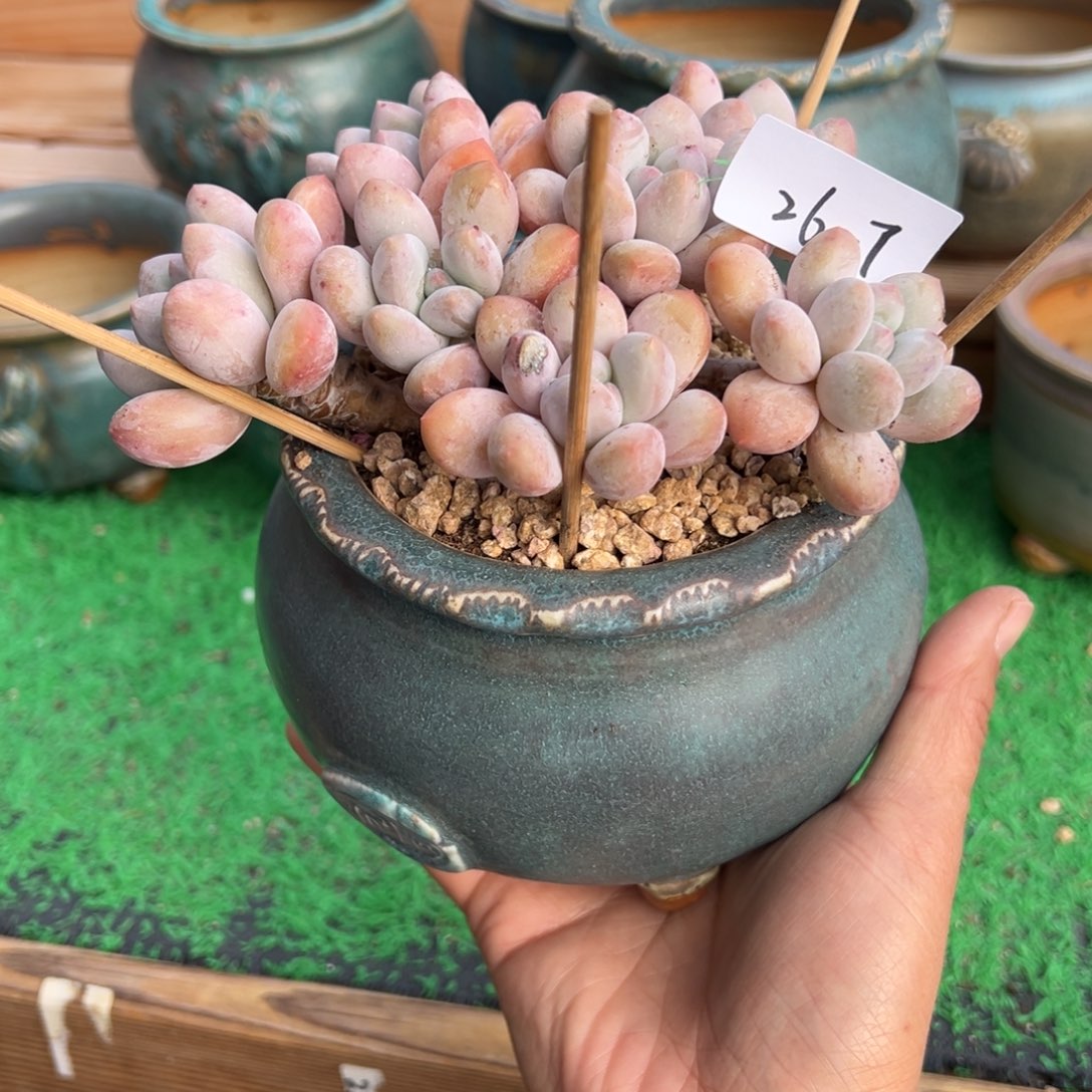 小***们26-7香水杂小鹿园艺