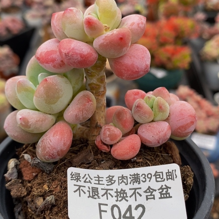 樱花洛神6cm042多肉植物