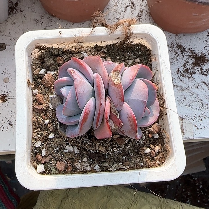 青蛙王子儿童牙膏套装11