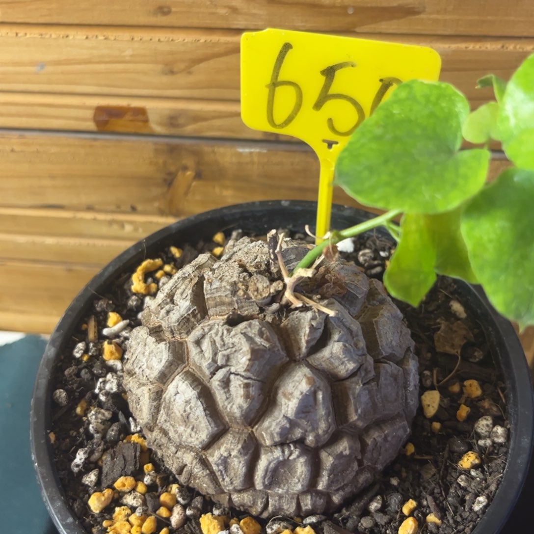 650龟甲龙12345678