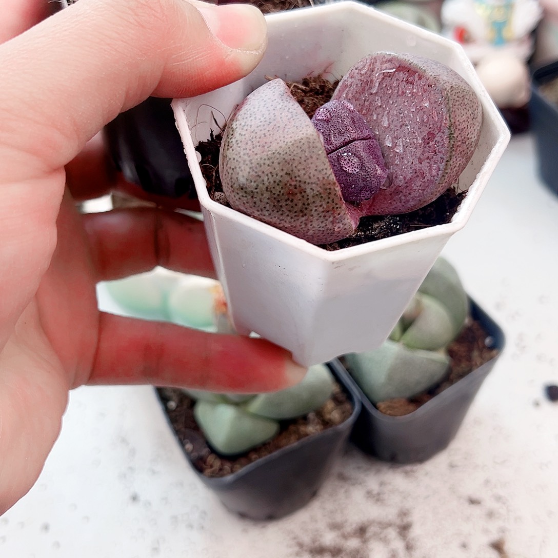 大号紫元宝多肉植物