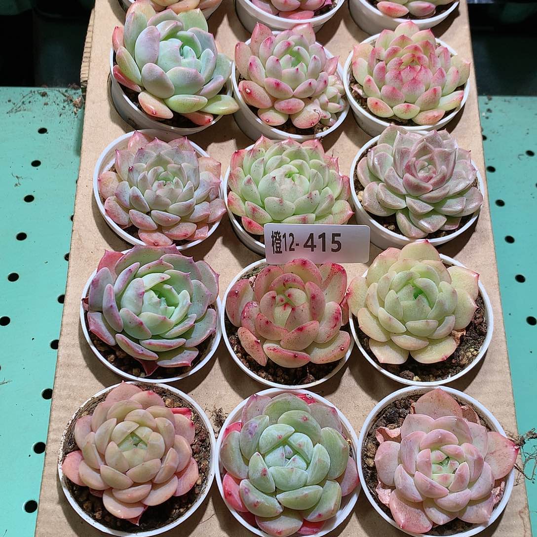 12-415一物一拍带盆18颗