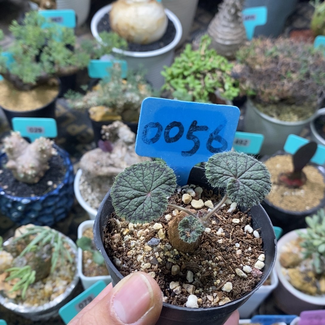 圆叶杨奎多肉植物