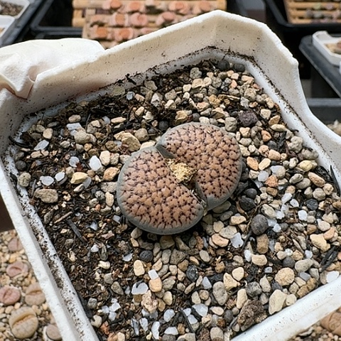 3653，朝贡玉259带血点母本带盆