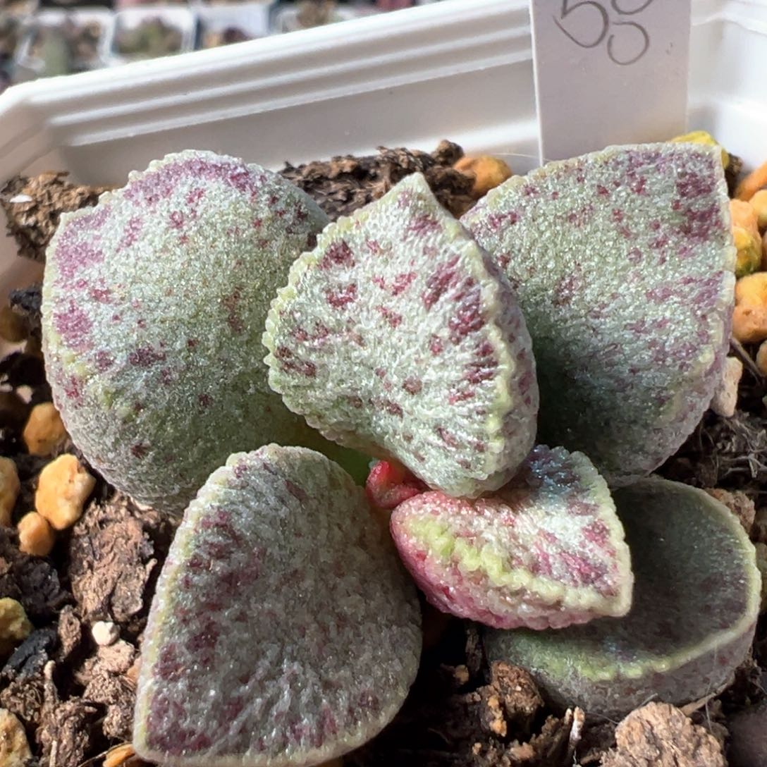 实生新品多肉植物水泡