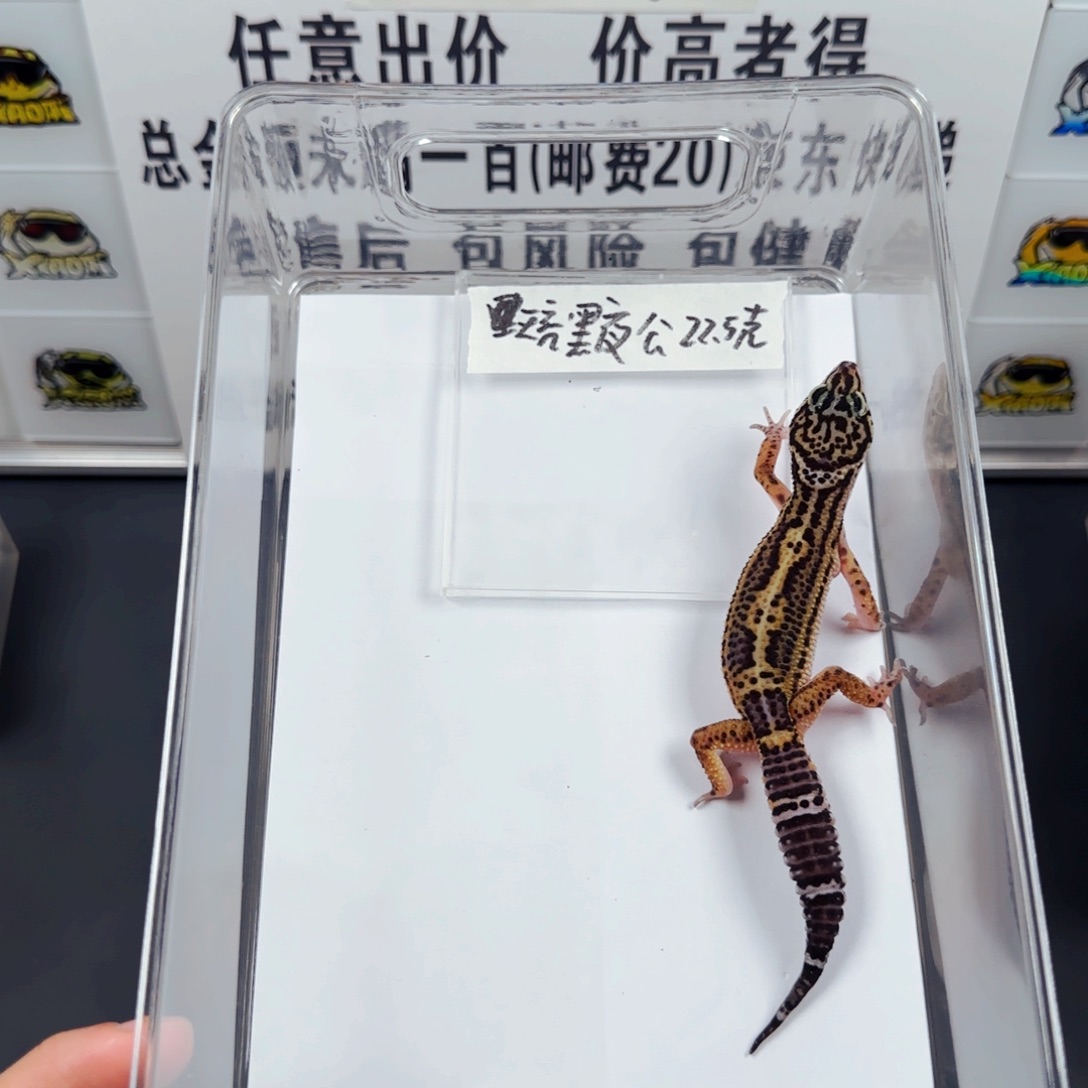 豹纹守宫豹纹守宫