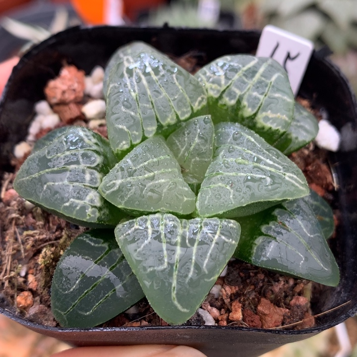 粉色甜心，带盆一起