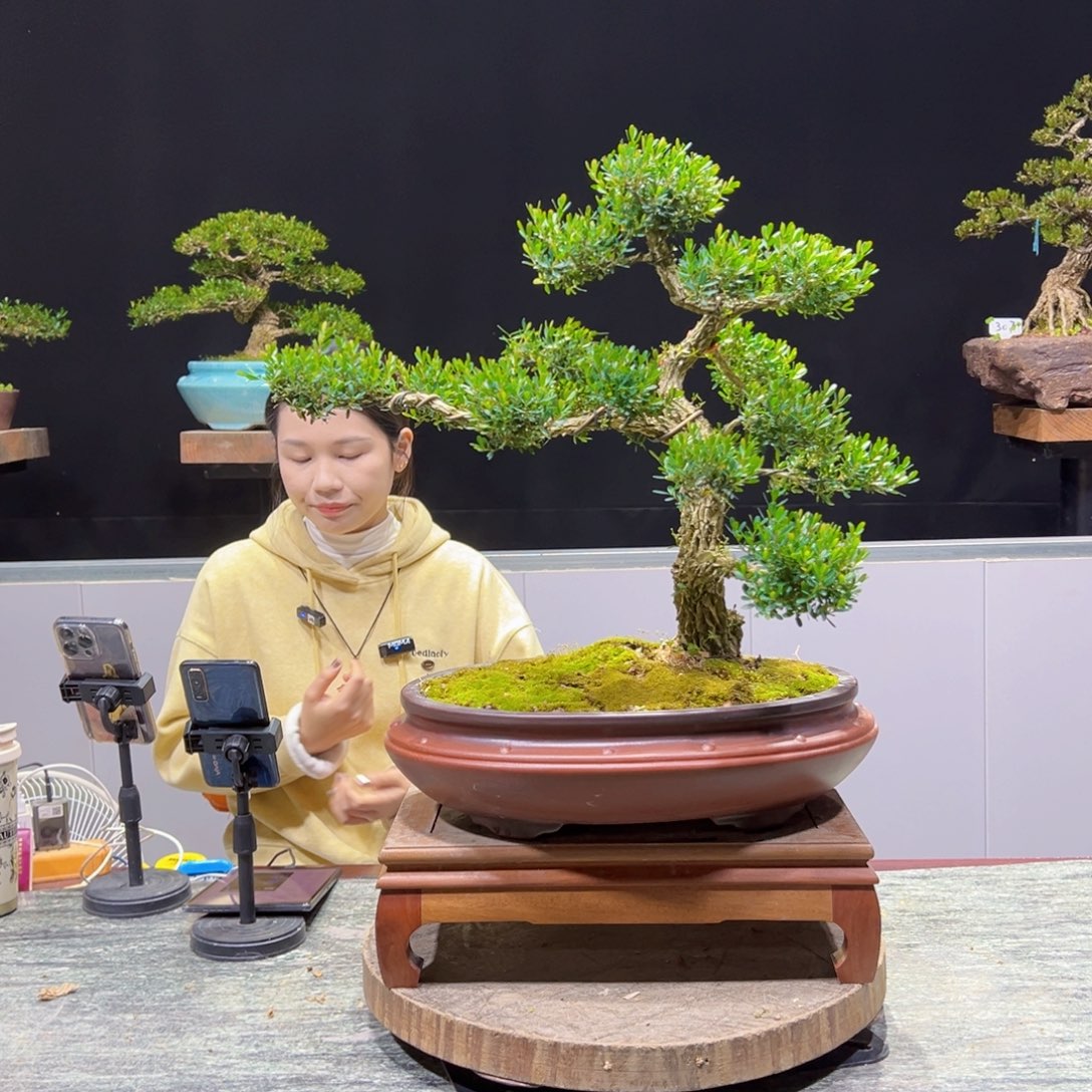 黄杨老桩盆景四季常青