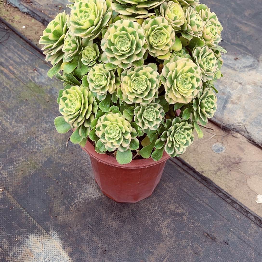 法师多肉哈哈哈哈