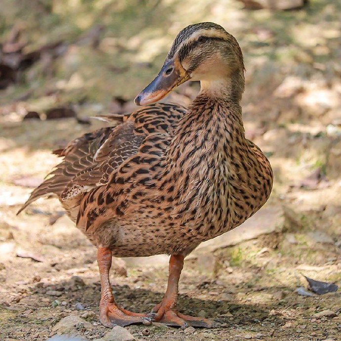 江西赣南农家散养正宗湖水麻鸭土鸭煲汤老鸭