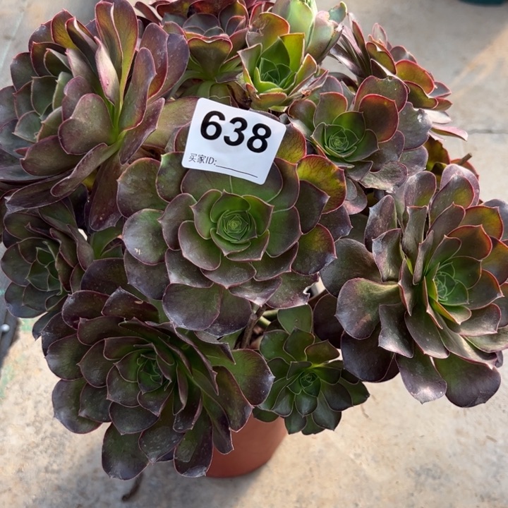 638魅金玫瑰朵朵30厘米左右