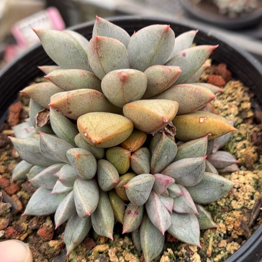 琅琊一物一拍包装收缩花旱