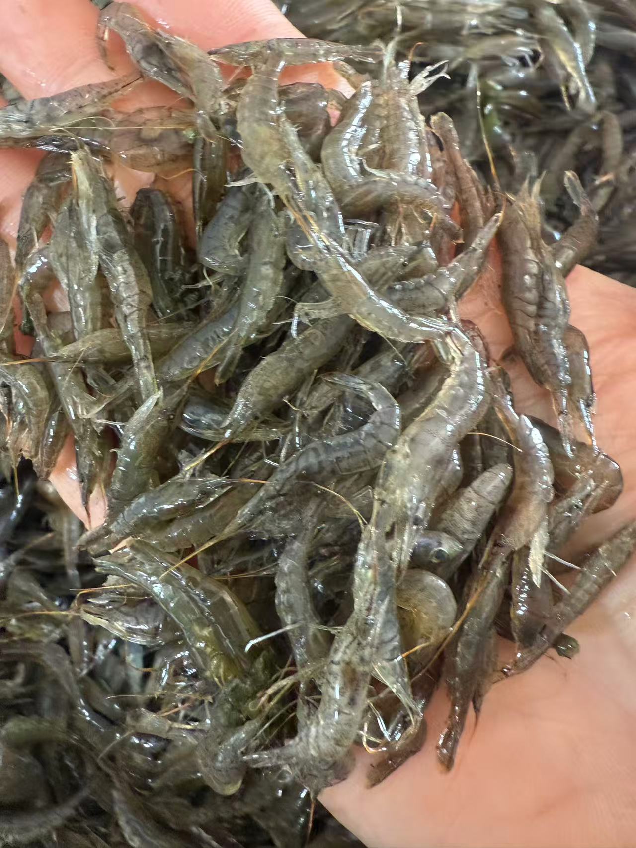 东北冷水小草虾(介意小的勿拍)鲜活/速冻发货 保鲜不保活顺丰包邮