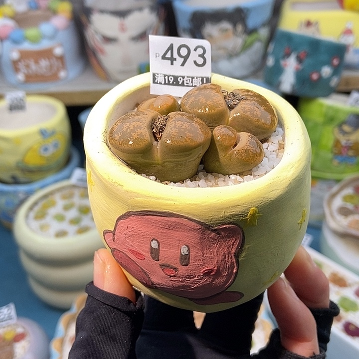 大舅生石花肉锥多肉493