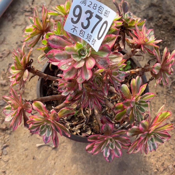 水彩画多肉植物法师9370