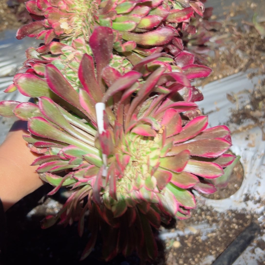 809 号多肉植物法师新年福利