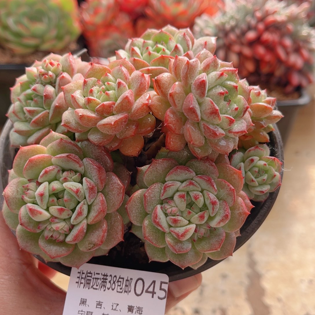 045熊猫脸德华多肉