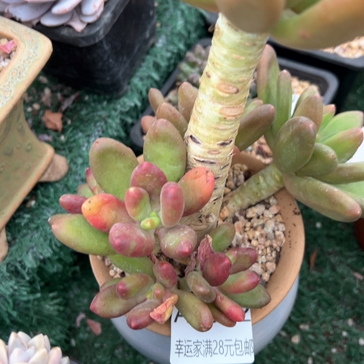 幸运的是我的朋友们