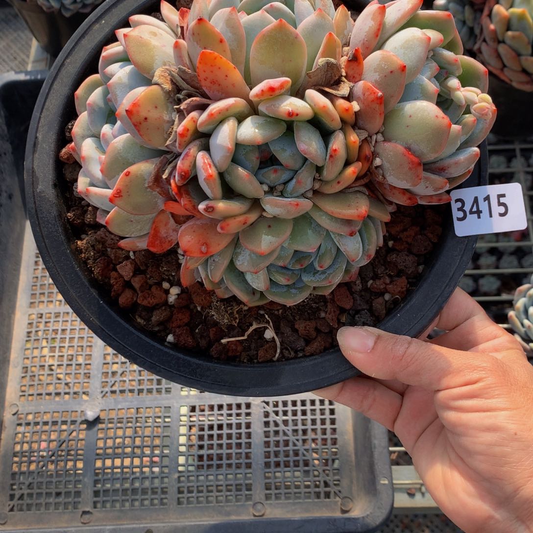 3415嗯嗯嗯我也会想起小时候就