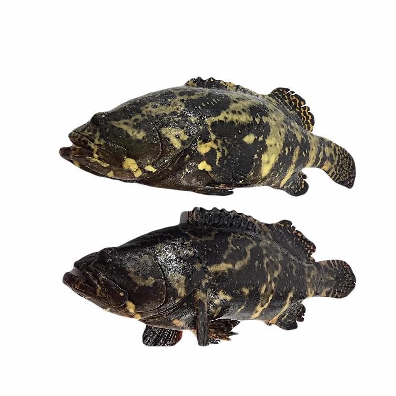 鲜活老虎斑（默认宰杀）石斑鱼鲜活鱼生鲜褐点石斑鱼次日达海鲜