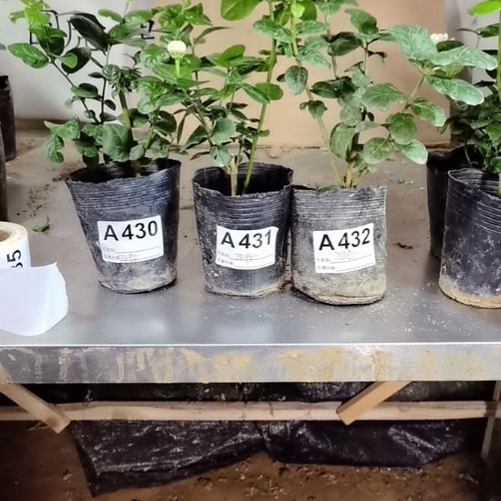大部分花苞少量开放牡**牌