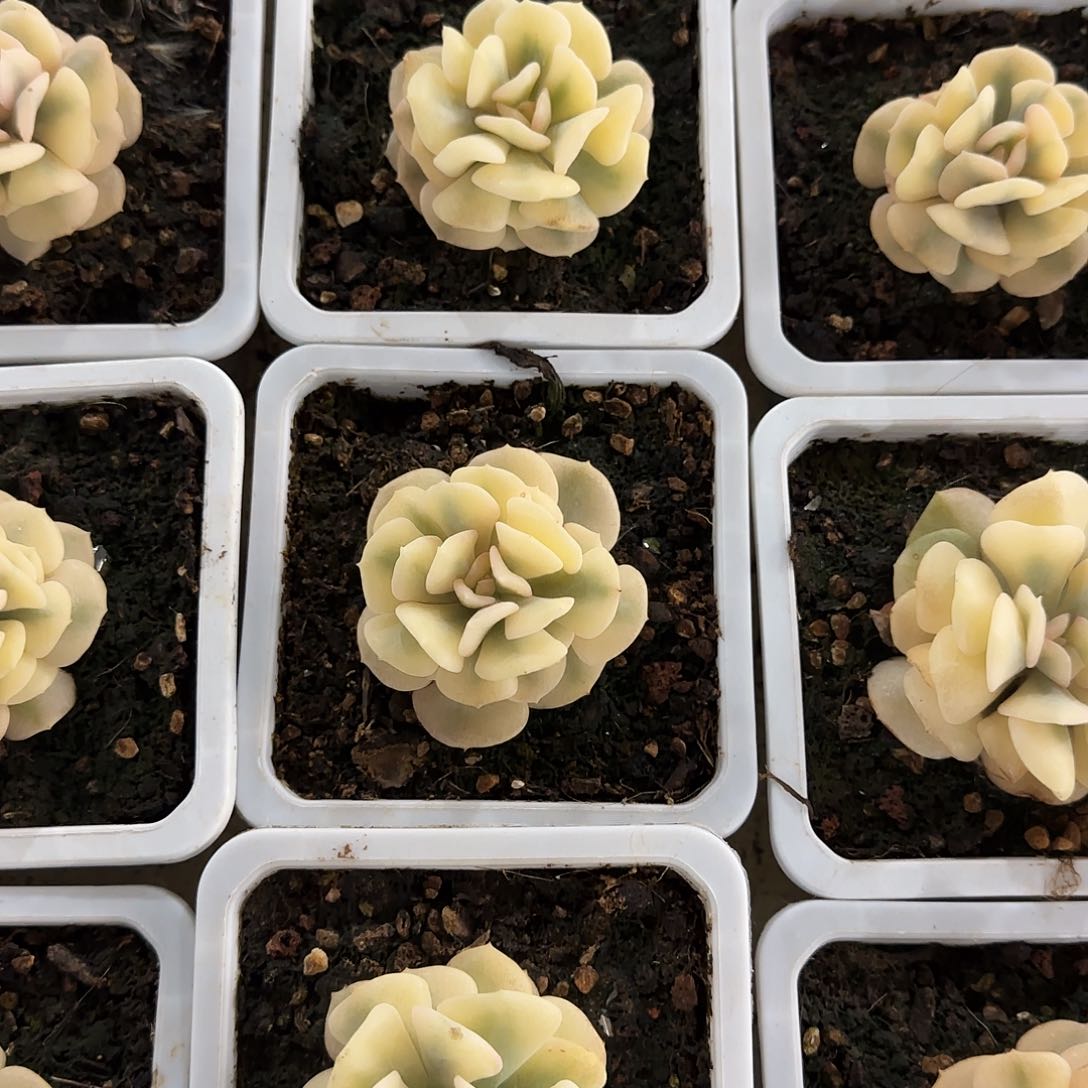 血精灵锦多肉植物的