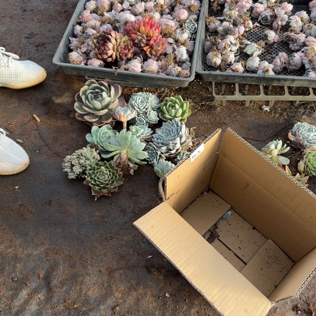 30-2多肉杂交五号箱子一箱子量拍